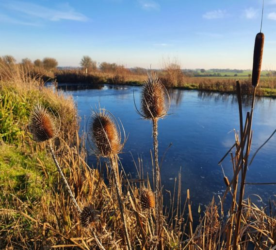 Teasels beside the water at Essex Therapy Barn